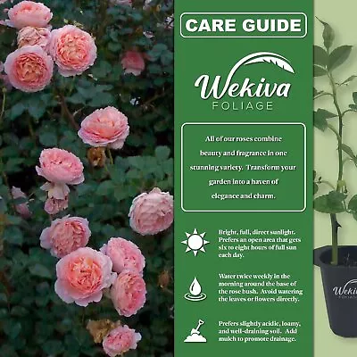 Abraham Darby Rose Bush - Live Starter Plants In 2 Inch Pots - Beautifully... • $24.01