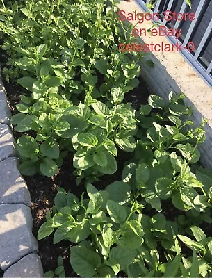 Rau Mong Toi Malabar Spinach (Green Vine / Basella Alba 150 Seeds+ 20 Free • $3.99