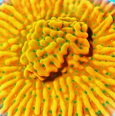 WWC Kung Pao Montipora Zoanthids Paly Zoa SPS LPS Corals 1 Inch Frag • $49.99