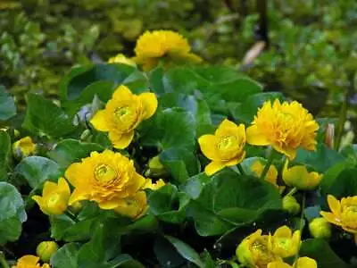 Caltha Palustris Plena (Double Marsh Marigold) - Marginal Pond Plants  - Pond... • £12.15