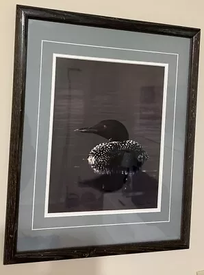 Thomas Mangelsen Common Loon Limited Edition Framed Print 11x14 • $300