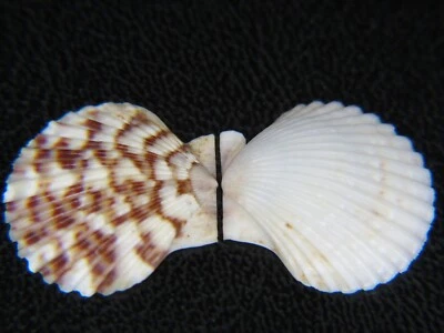 $7.99 • Buy Pecten Haumea Loxoides: Rare Hawaiian Endemic Deep-sea Scallop @ 19.06mm!