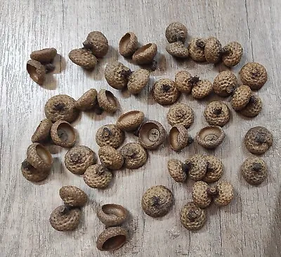 ONLY Natural Live Oak Acorn Caps. Large Acorn Caps. For Crafts. 50 Pcs • $15.50