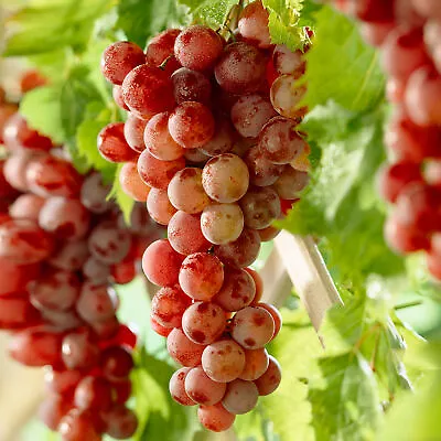 £8.99 • Buy Grape Vine Vitis Deciduous Climbing Live Fruit Plant Hardy Outdoor Garden Shrub