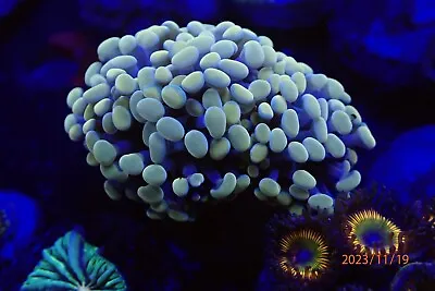 Live Coral WYSIWYG Gold Hammer Coral 2 Heads ( SPS LPS ZOA MONTIPORA ACROPORA ) • $79