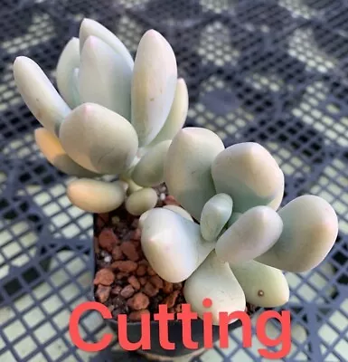 Succulent CUTTING - Graptopetalum Lavender Pebbles X Pachyphytum Glutinicaule • $8