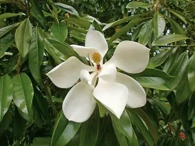Magnolia Grandiflora | Southern Or Large-Flowered Magnolia | Bull Bay | 40 Seeds • $4.79