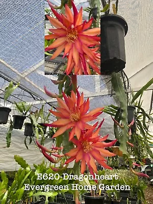 Rooted Epiphyllum Orchid Cactus “Dragon Heart”  Growing In 4” Starter Pot. • $28