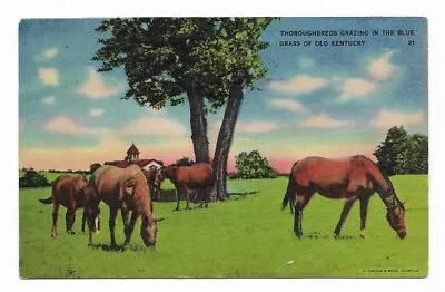 Postcard Of Thoroughbreds Grazing In Blue Grass Kentucky Vintage Posted • $4.50