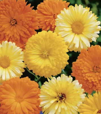 Calendula Art Shades Mix Seeds  Bright Colours For The Garden Sow Outside In May • £1.79