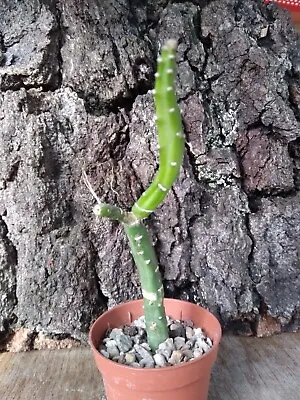 £18 • Buy Selenicereus Urbanianus  Monstruosa, Very Rare Cactus!, Succulent