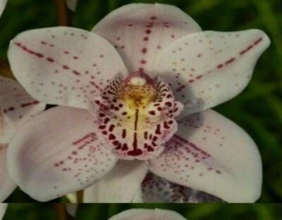 $24 • Buy OoN Cymbidium Orchid Forrest Place 'Queens Jewel' 85mm Sq Pot
