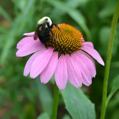 ECHINACEA PURPUREA 30/50+seeds Medicinal Herb Tea IMMUNE BOOSTER BEES* • $2.95