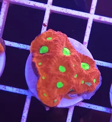 Live Coral Robbie's Corals 3 Pack Mixed Favia Coral Frags 3/4 -1  Each • $39.99