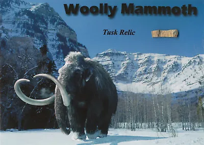 Woolly Mammoth Prehistoric Tusk Relic Display * UNIQUE Gift Ice Age Not Dinosaur • $19.99