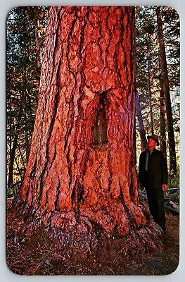 Postcard Montana Bitterroot Valley The Alta Tree Largest Ponderosa 54 • $5.95