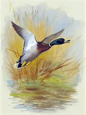 Flying Mallard Duck Accent Tile Mural Kitchen Bathroom Wall Backsplash Ceramic • $45.91