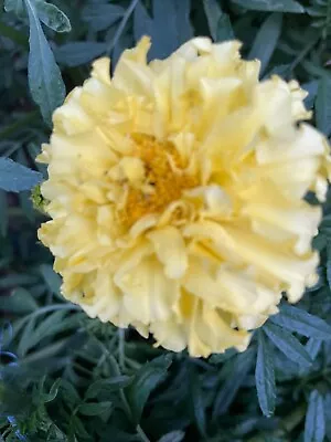 50 Moonlight Marigold Flower Seeds • $3.99