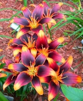 Forever Susan Lily Flower Bulbs Hardy 3-4 Ft Tall Perennial Plant Orange & Black • $14.50