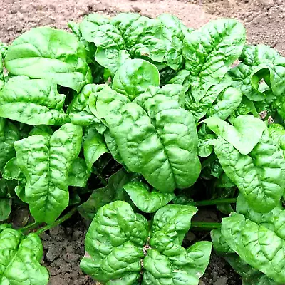 300+ Spinach Bloomsdale Seeds Spring Giant Garden Vegetable Salad Heirloom Usa • $2.99