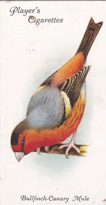 15 Bullfinch  Canary Mule Aviary & Cage Birds 1933 Players Cigarette Card • £1.29