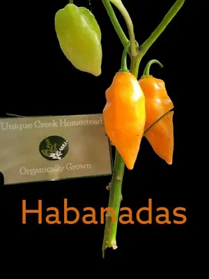 HABANADA Pepper 25-Seeds Sweet & Fruity NO Heat Habanero Highly Productive • $4.95