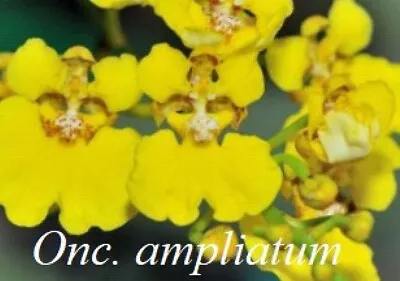Oncidium Ampliatum Orchid Flask Species • $85