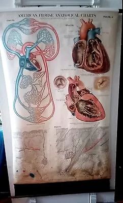 Antique 1918 Max Brodel THE HEART HAIR & CIRCULATION 42x64 Medical Chart  EXC • $150