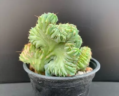 Myrtillocactus Geometrizans CRESTED - Rare Succulent Well Rooted Plant 3.5  Pot • $30