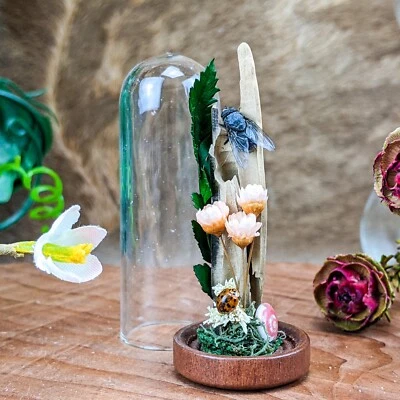 £20.20 • Buy A5b  Hello Mcfly!  Blue Blow Fly Glass Dome Display Oddities Curiosities Gift