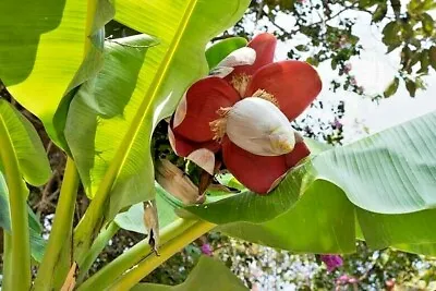 PLANTAIN BANANA 'Musa X Paradisiaca'  - 10 Seeds  • £3.99