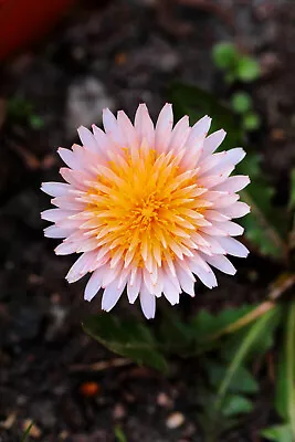 15 PINK DANDELION Taraxacum Pseudoroseum Herb Flower Seeds • £2.41