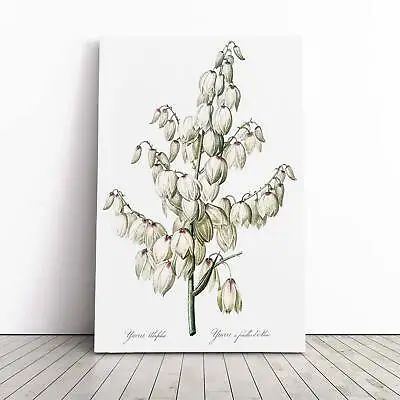 £22.95 • Buy Yucca Flowers Vintage Pierre-Joseph Redoute Canvas Wall Art Framed Print Picture