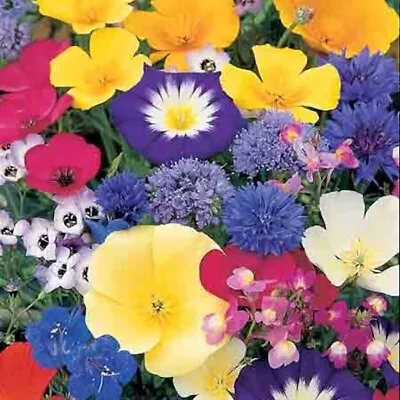 Wildflower Seeds Pure Dwarf Scented  NO GRASS Bee Butterfly Mix Meadow Garden UK • £5.99