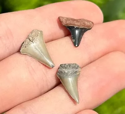 Florida Fossil Mako Sharks Teeth LOT OF 3 Megalodon Age Shark Tooth • $14.99