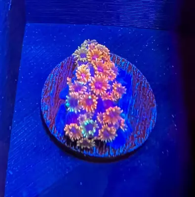 Ultra UC Rainbow Bernardapora Coral Goniopora WYSIWYG Frag Rare Live LPS • $199.99