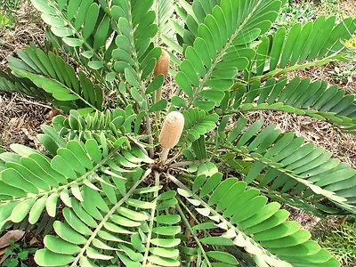 CARDBOARD Palm  Zamia Furfuracea Sago Cycad Plant  Tree Mexican Seed - 10 Seeds • $8.99