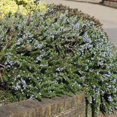 £9.95 • Buy 2x Rosmarinus Officinalis 'Prostratus' JUmbo Plug Plants Garden Herbs