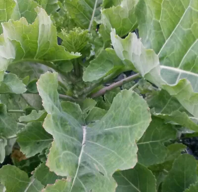 Rare Heritage Daubenton Perennial Kale  - Two Cuttings - Free UK P & P! • £7.99