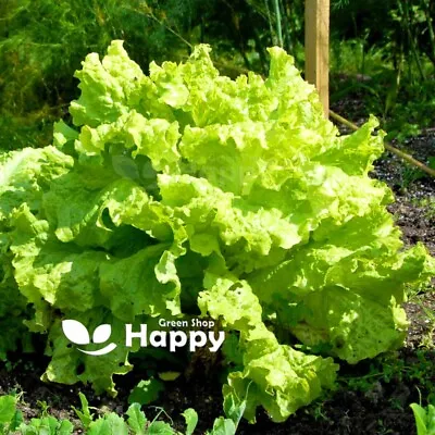 VEGETABLE SEEDS - BLACK SEEDED SIMPSON LETTUCE - 3000 Seeds - Heirloom • £1.99