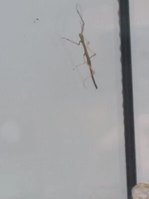£5.01 • Buy 20 Indian Stick Insect Nymphs