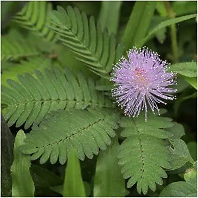 Mimosa Pudica Seeds - Sensitive Plant Seeds - Touch-me-not - Grow Your Own! • £2.49