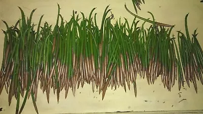 😎100 RED MANGROVE Propagules PREMIUM QUALITY 100% Organic🐸🐢 • $85