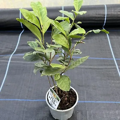 Tea Plant - Camellia Sinensis - Grow Your Own Tea! • £14.50