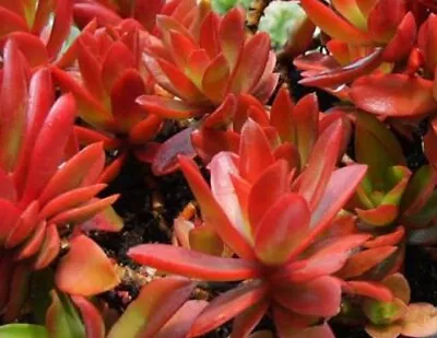 Crassula Campfire Succulent 4 Cuttings/Rooted Plants Save! • $6