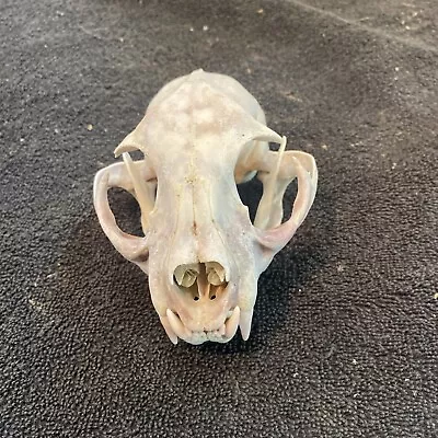 XL Real Wild Bobcat Skull Taxidermy Trapping Hunting Bone Skeleton Museum School • $35