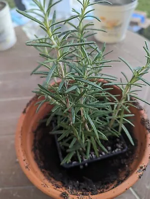 Lot Of 2 Rosemary Cuttings Live Plants 5-8” Rooted BARE ROOT • $15.27