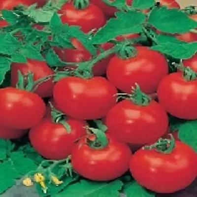 £2.10 • Buy TOMATO F1 SHIRLEY GREENHOUSE CROPS 10 To 100 Seed MULTIPLE LISTING FREEPOST