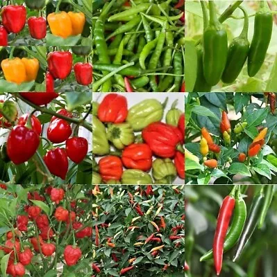 £9.99 • Buy 🌶️ Chilli Large Plug Plants  X3 & X6 From 9 Types- PRE-ORDER -Ready Late March