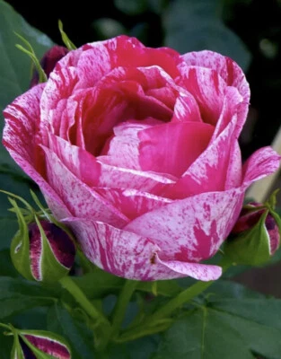 £20.99 • Buy  Henri Matisse  Potted Rose Bush (Hybrid Tea)- 3 LITRE POT - FRAGRANCE.